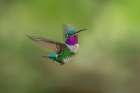 White-bellied woodstar flying-Ecuador Art Print